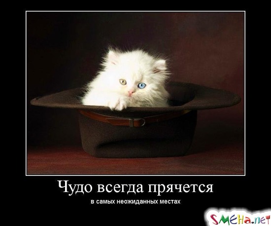 Чудо всегда прячется - в самых неожиданных местах