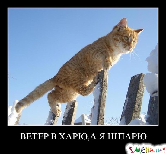 ВЕТЕР В ХАРЮ, А Я ШПАРЮ