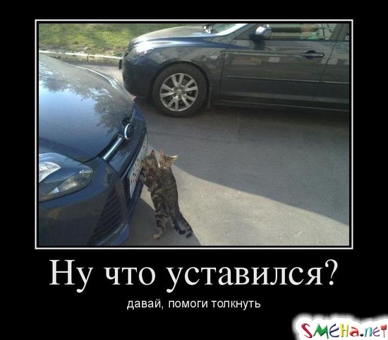 Ну что уставился? давай, помоги толкнуть