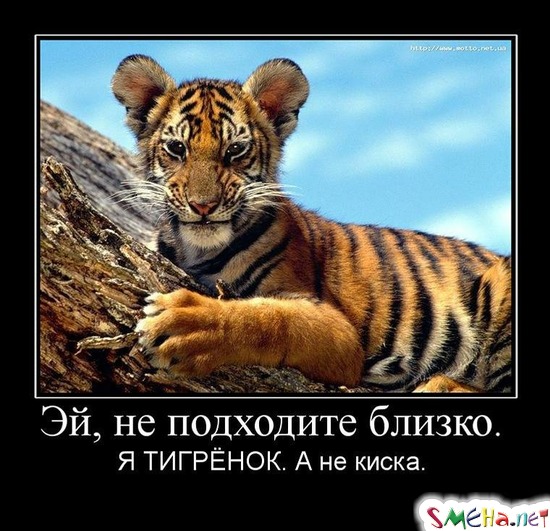 Эй, не подходите близко. - Я ТИГРЁНОК. А не киска.