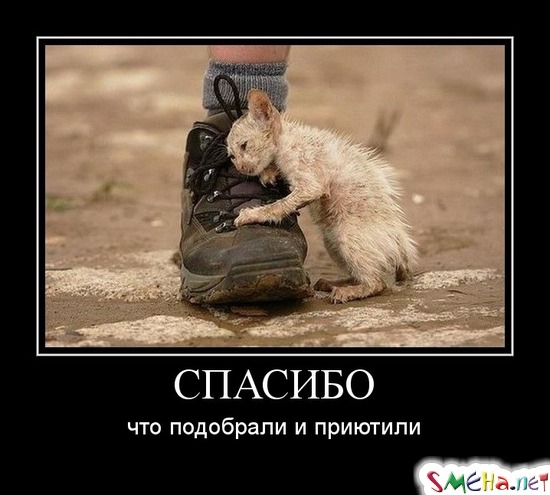 СПАСИБО - что подобрали и приютили
