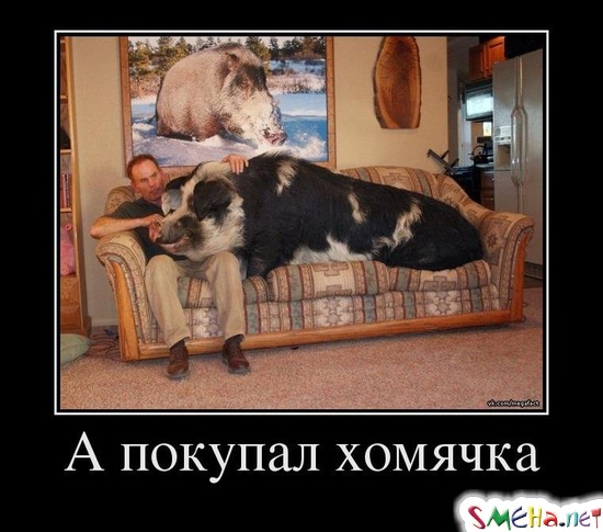 А покупал хомячка