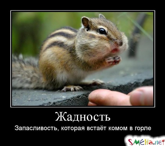 Жадность - Запасливость, которая встаёт комом в горле