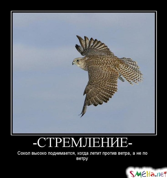- СТРЕМЛЕНИЕ - Сокол высоко поднимается, когда летит против ветра, а не по ветру