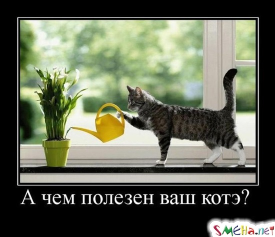 А чем полезен ваш котэ?