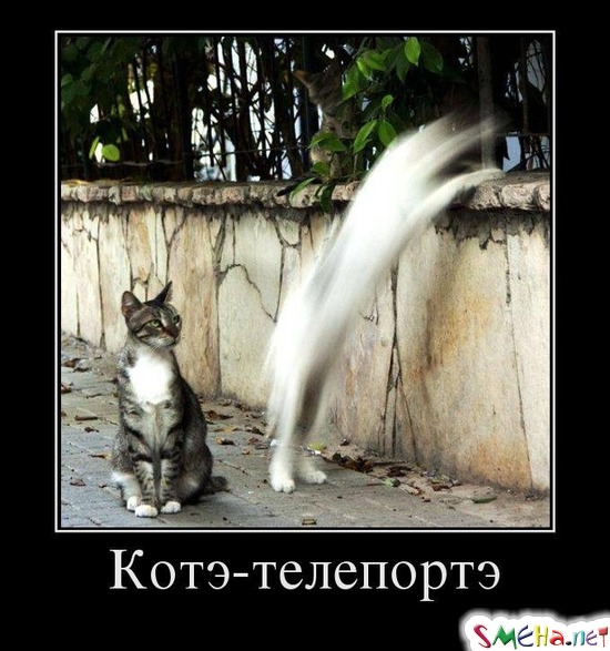 Котэ-телепортэ