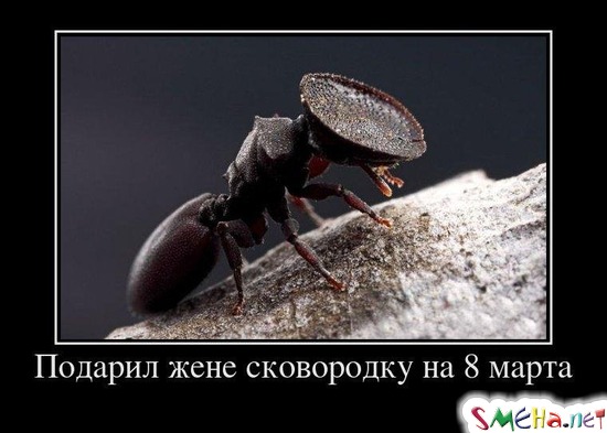 Подарил жене сковородку на 8 марта