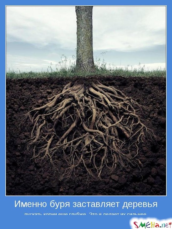 Именно буря заставляет деревья пускать корни еще глубже. Это и делает их сильнее