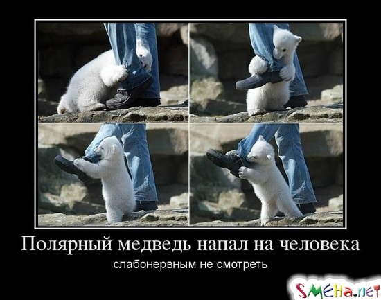 Полярный медведь напал на человека слабонервным не смотреть