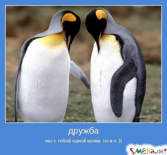 дружба - мы с тобой одной крови, ты и я :))