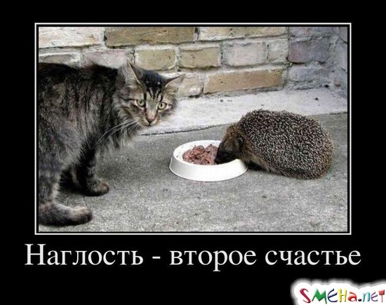 Нaглocть - втopoe cчacтьe