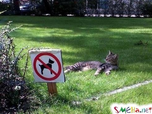 Фото приколы с животными