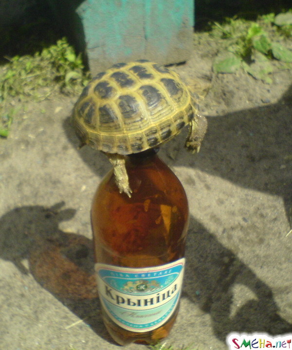 Черепаха и пиво