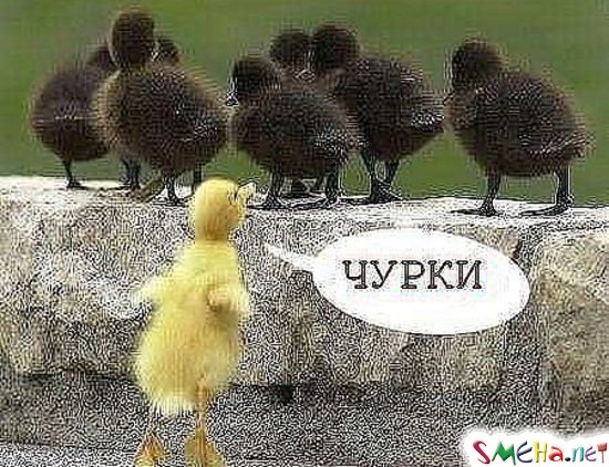 Фото приколы с животными