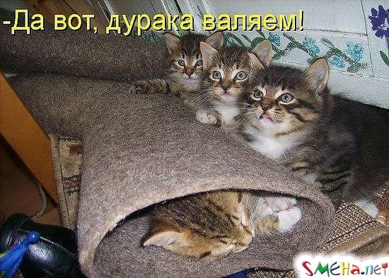 Фото приколы с животными