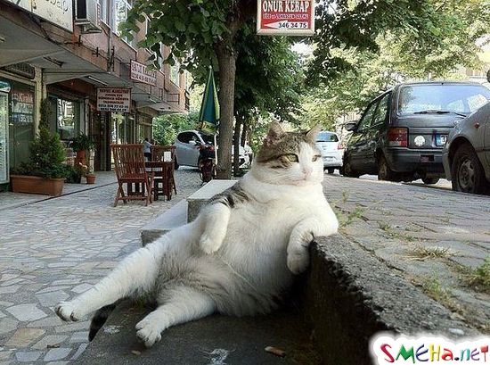 Котэ