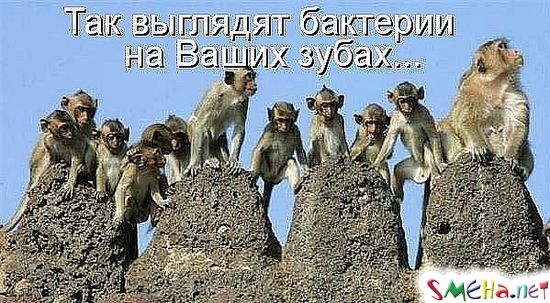Фото приколы с животными