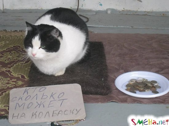 Фото приколы с животными
