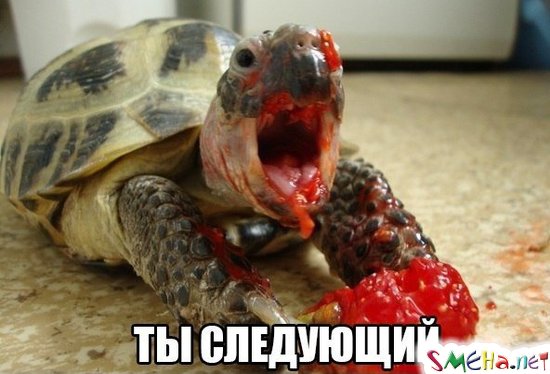 Фото приколы с животными