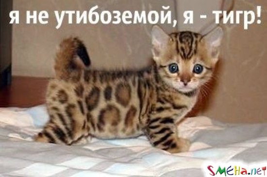 Фото приколы с животными