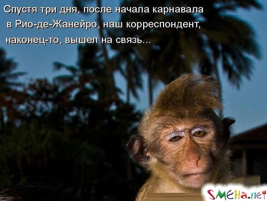 Фото приколы с животными