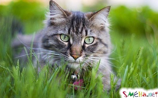 Не нужно принимать моё молчание за игнорирование, спокойствие за бездействие и доброту за слабость.