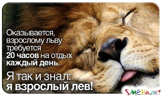 Фото приколы с животными