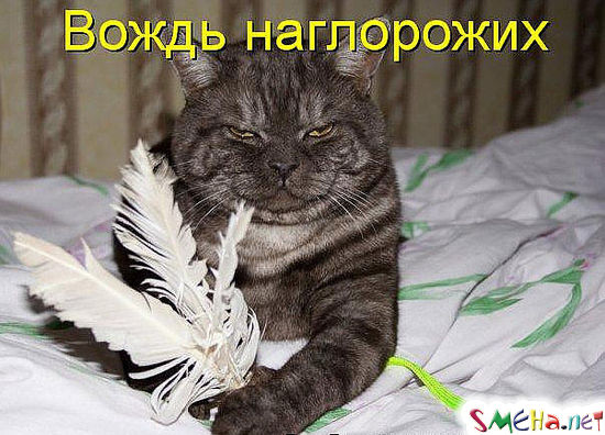 Фото приколы с животными