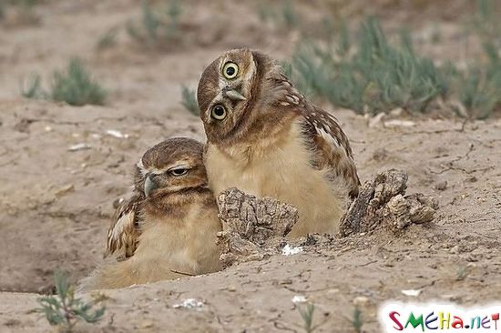 Фото приколы с животными