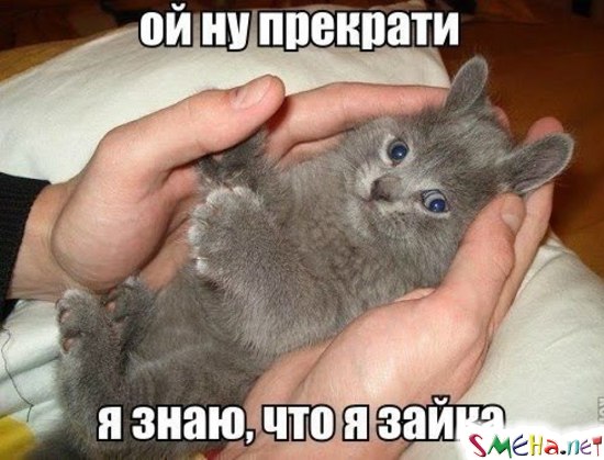 Фото приколы с животными