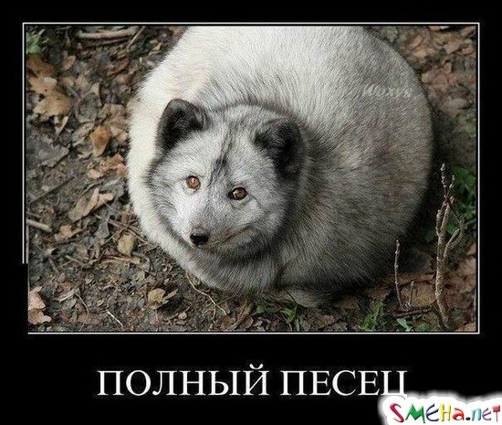 Фото приколы с животными