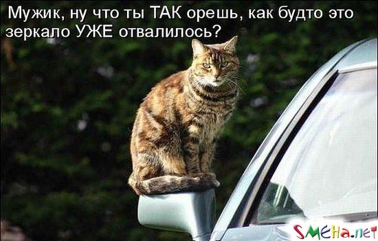Фото приколы с животными