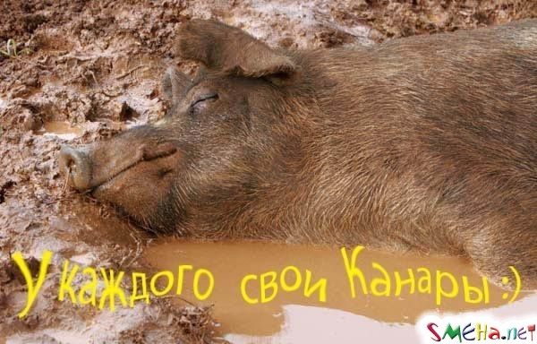 Фото приколы с животными