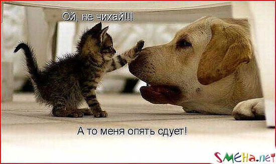 Фото приколы с животными