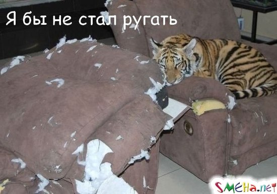Такого точно не наругают...