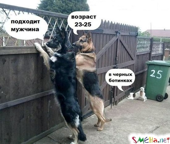 Фото приколы с животными