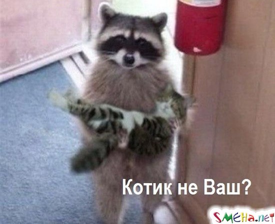 Фото приколы с животными