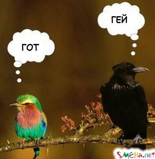 Фото приколы с животными