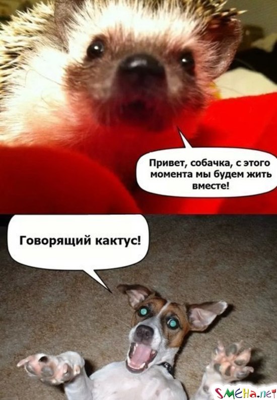 Фото приколы с животными