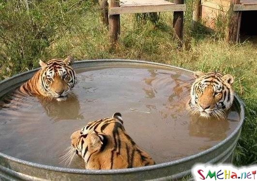 Фото приколы с животными