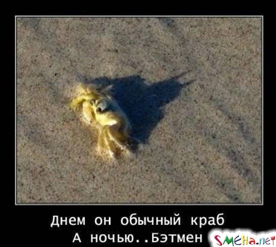 Фото приколы с животными