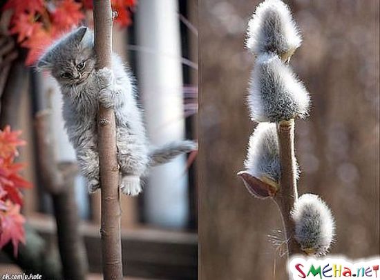 Котики!