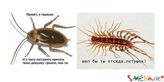 Фото приколы с животными