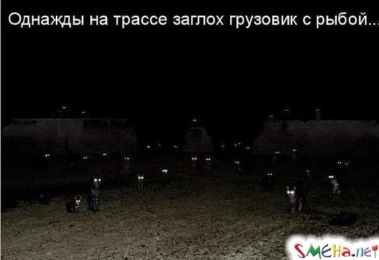 Фото приколы с животными
