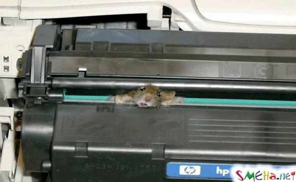 Здравствуйте. У нас не работает принтер, мышку заело. А при чём здесь мышка?