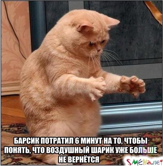 Фото приколы с животными