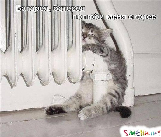 Фото приколы с животными