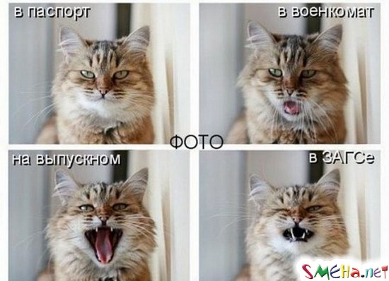 Фото приколы с животными