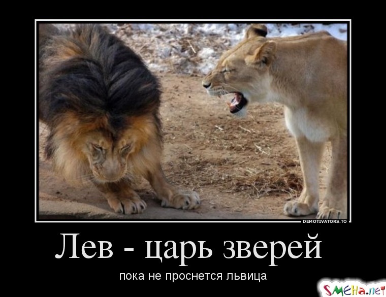 Фото приколы с животными