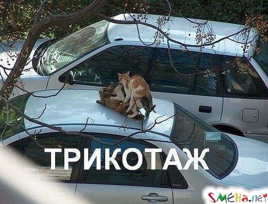Фото приколы с животными